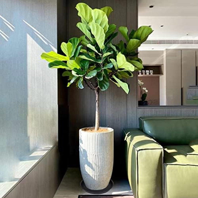 4Pcs Heavy Duty Plastic Plant  - đánh giá và giá Drip Tray Saucer